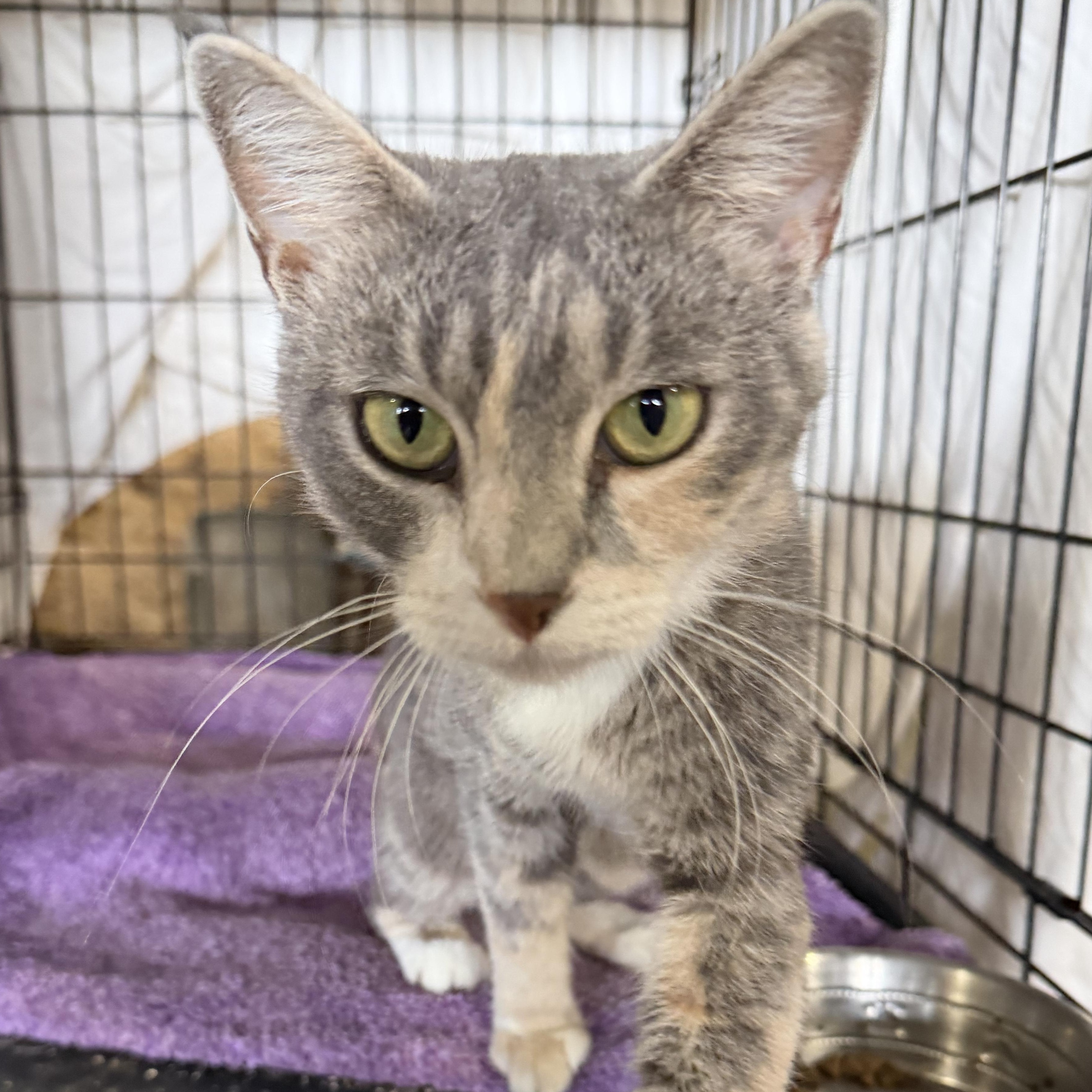 Enlarge Justice, a Adoptable Domestic Short Hair in Stockholm, WI image 2/6