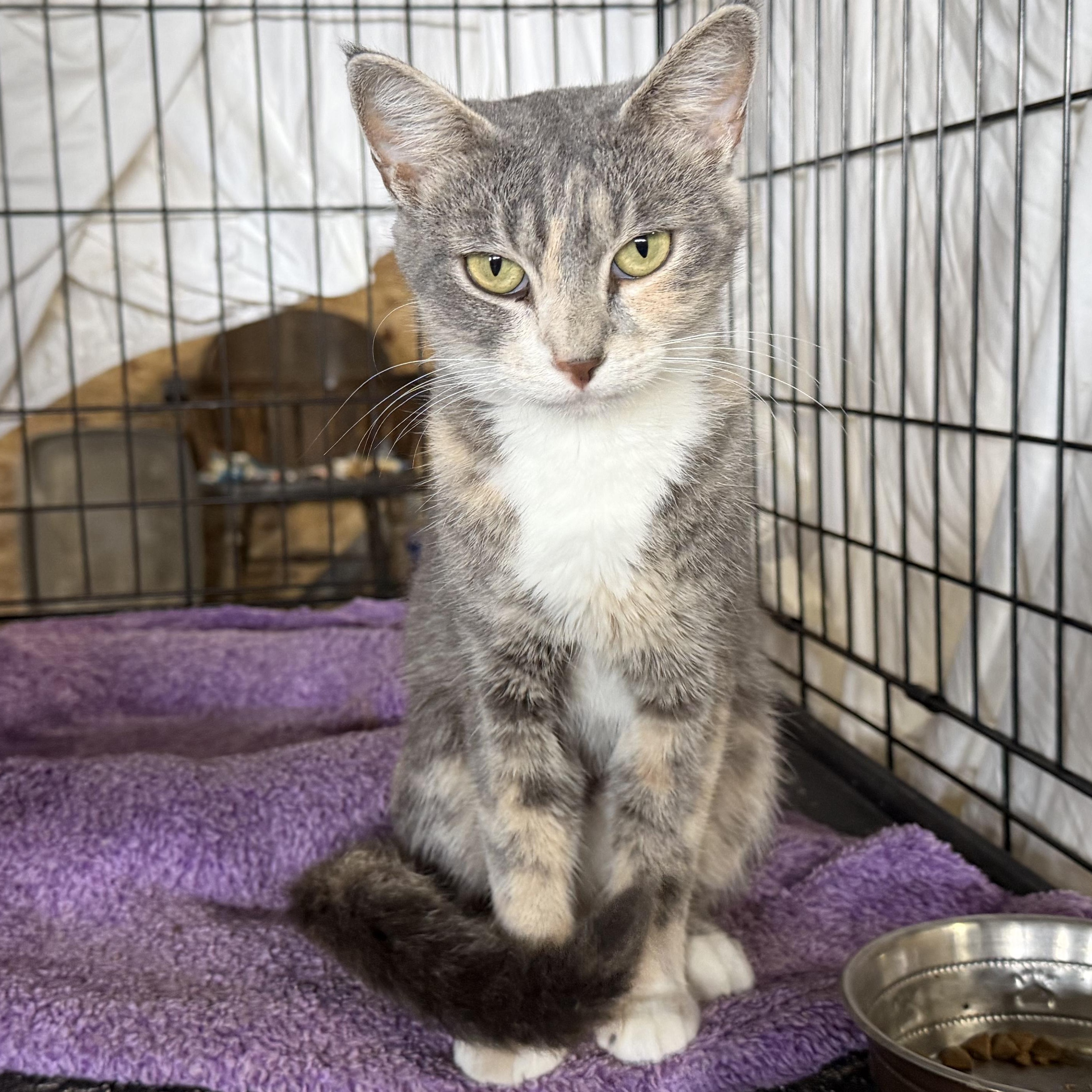 Enlarge Justice, a Adoptable Domestic Short Hair in Stockholm, WI image 1/6