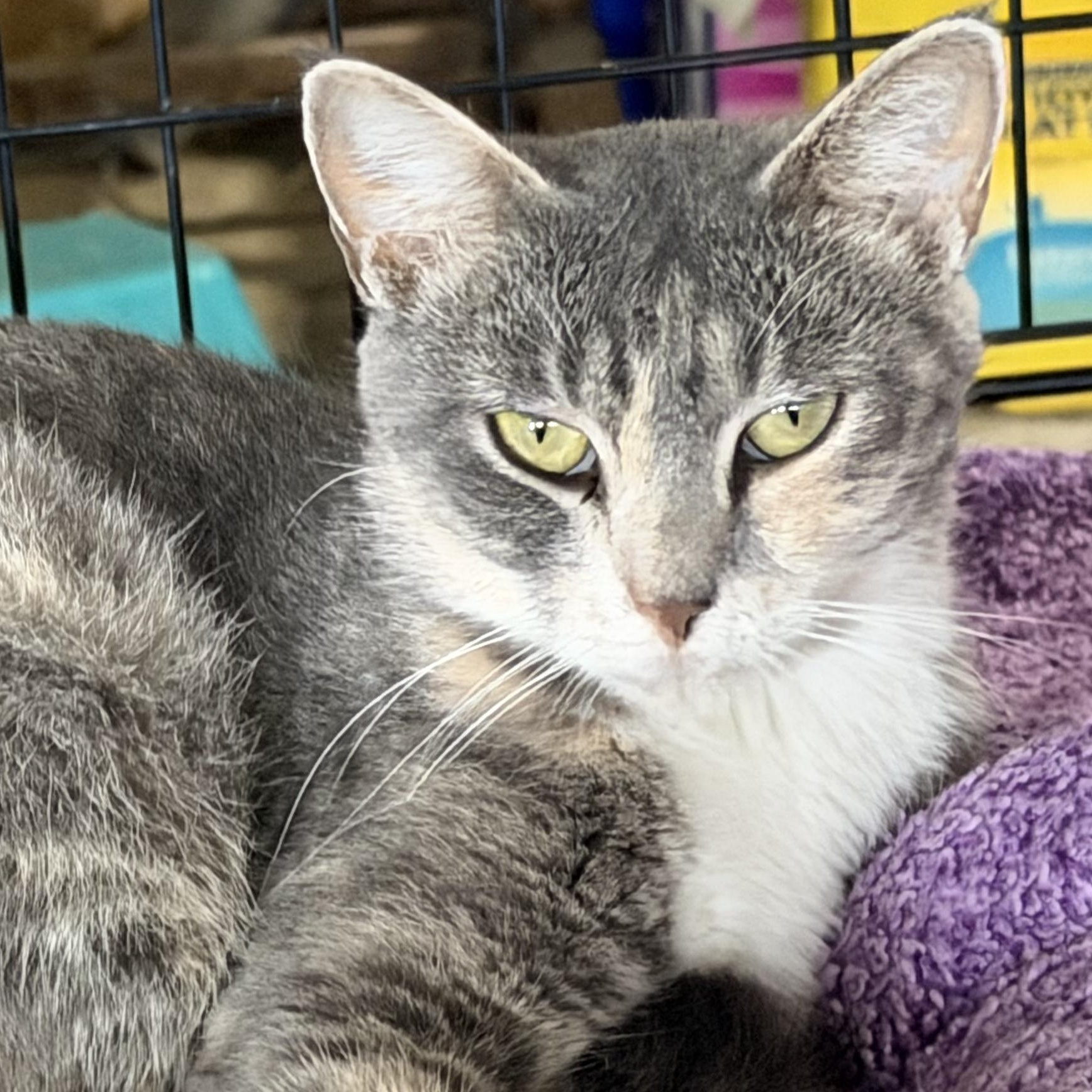 Enlarge Justice, a Adoptable Domestic Short Hair in Stockholm, WI image 4/6