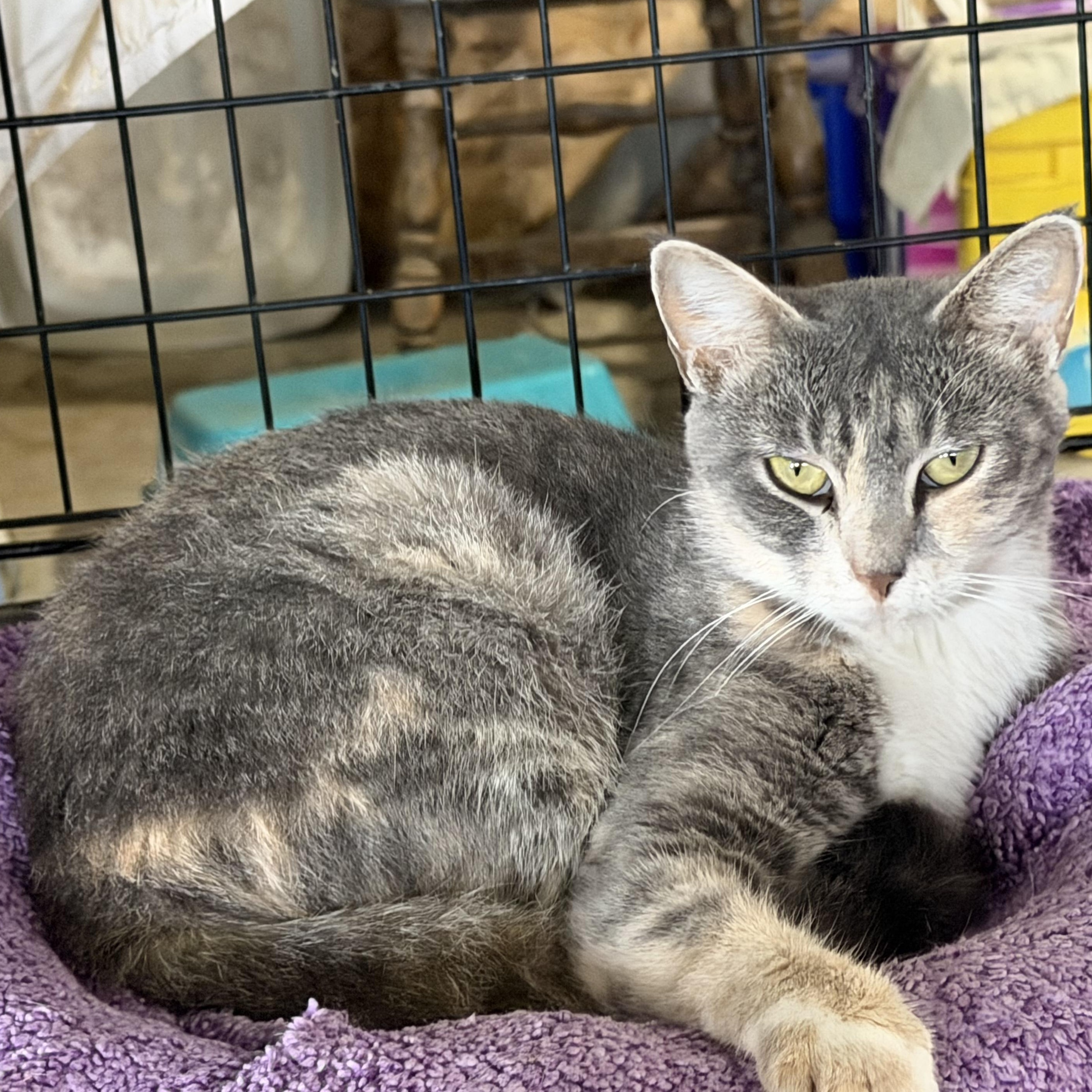 Enlarge Justice, a Adoptable Domestic Short Hair in Stockholm, WI image 6/6
