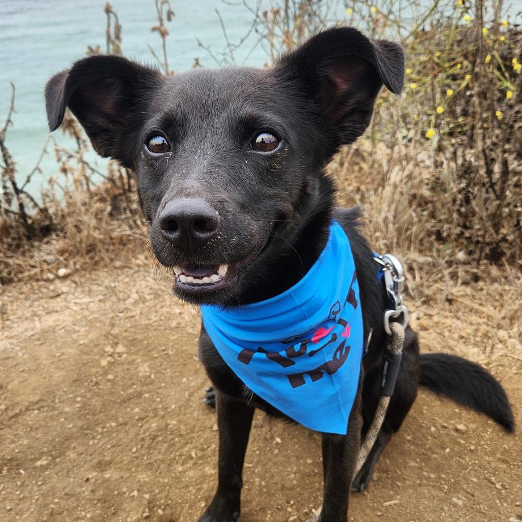 Rollo, Adoptable, Adult Male Australian Kelpie & Xoloitzcuintli / Mexican Hairless.