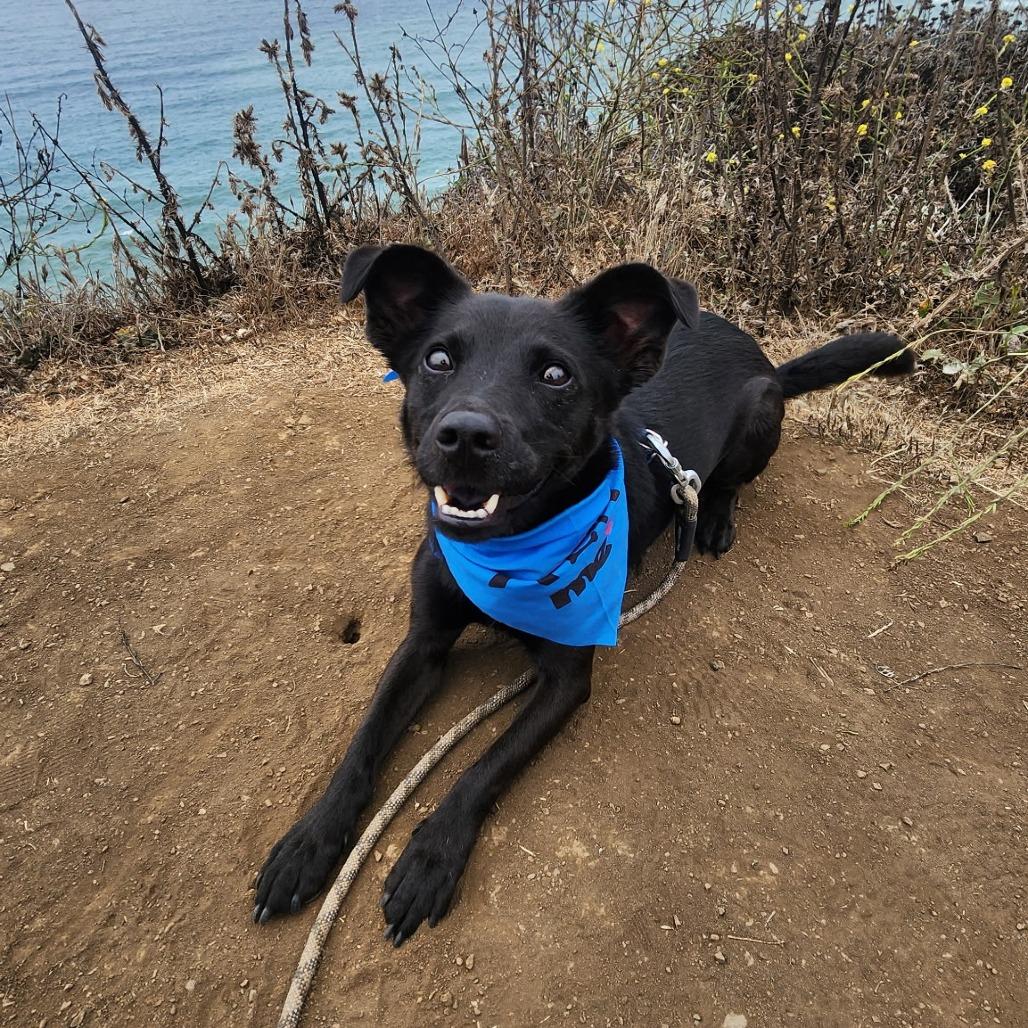 Enlarge Rollo, a Adoptable mixed breed in Pacifica, CA image 2/3