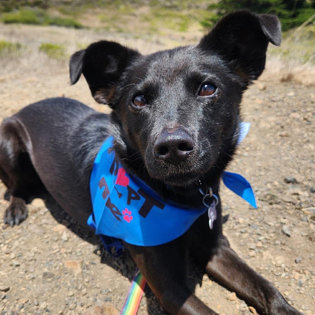 Enlarge Rollo, a Adoptable mixed breed in Pacifica, CA image 3/3