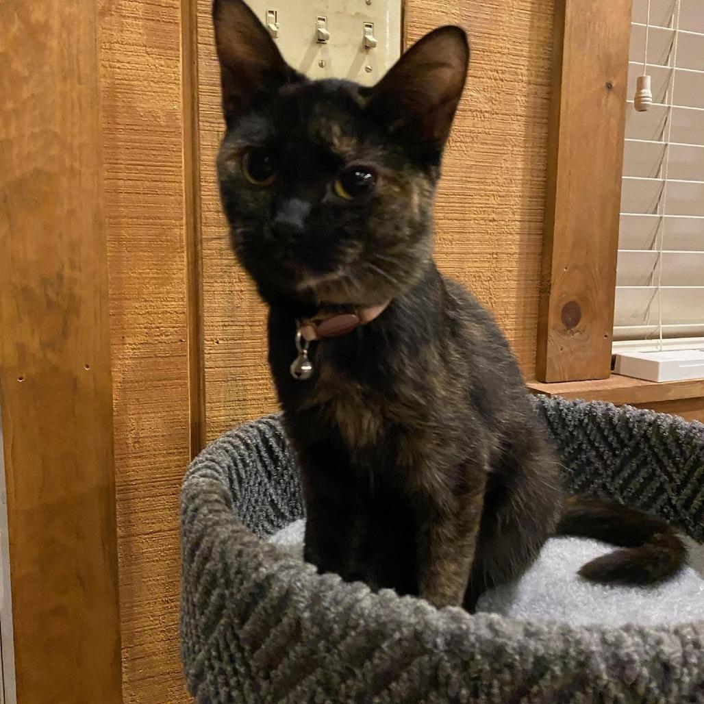 Enlarge Pickles, a Adoptable Domestic Short Hair in Lynchburg, VA image 1/1