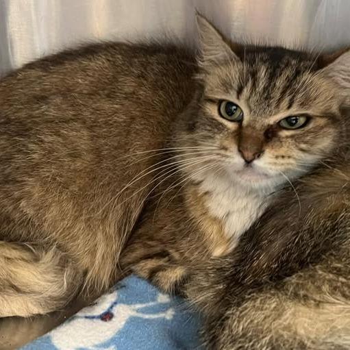 26-329, Adoptable, Kitten Female Domestic Long Hair.