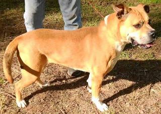 Jacoby, a Adoptable mixed breed in Frankston, TX image 1/12