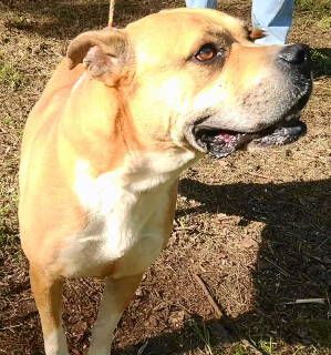 Jacoby, a Adoptable mixed breed in Frankston, TX image 2/12