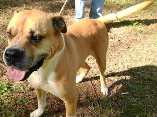 Jacoby, a Adoptable mixed breed in Frankston, TX image 3/12