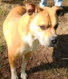 Jacoby, a Adoptable mixed breed in Frankston, TX image 5/12