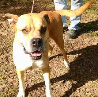 Jacoby, a Adoptable mixed breed in Frankston, TX image 6/12