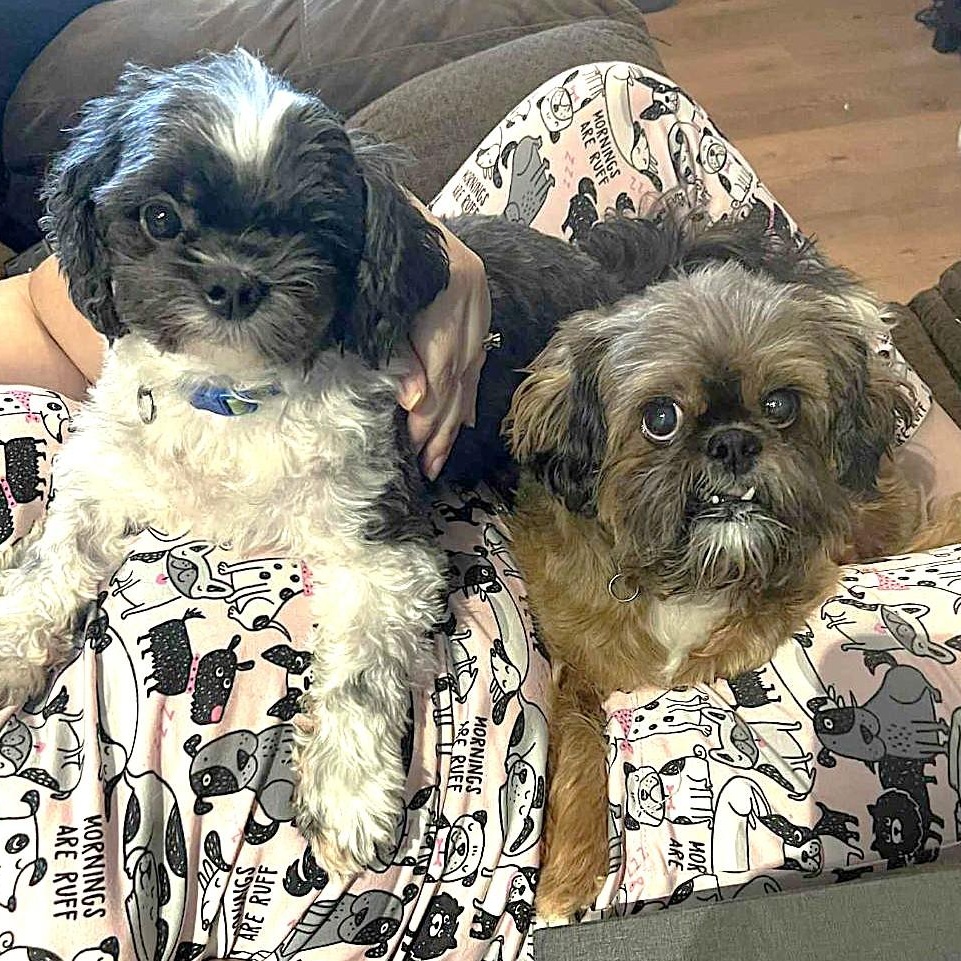Chewy and Milo *Adoption Pending*, an adoptable Shih Tzu in Millville, UT, 84326 | Photo Image 1