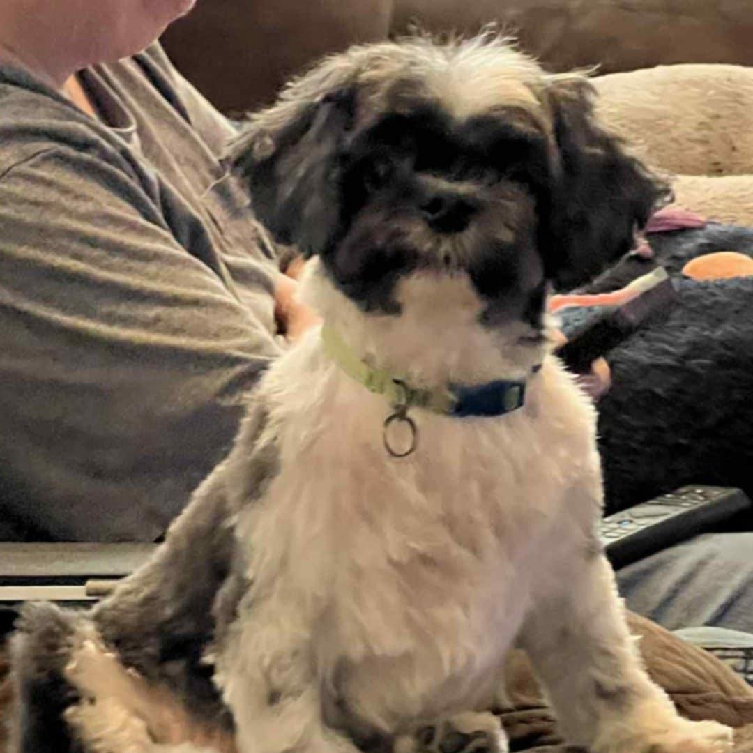 Chewy and Milo *Adoption Pending*, an adoptable Shih Tzu in Millville, UT, 84326 | Photo Image 4