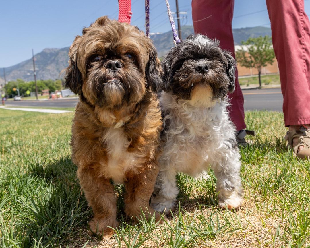 Chewy and Milo, Adult Male Shih Tzu