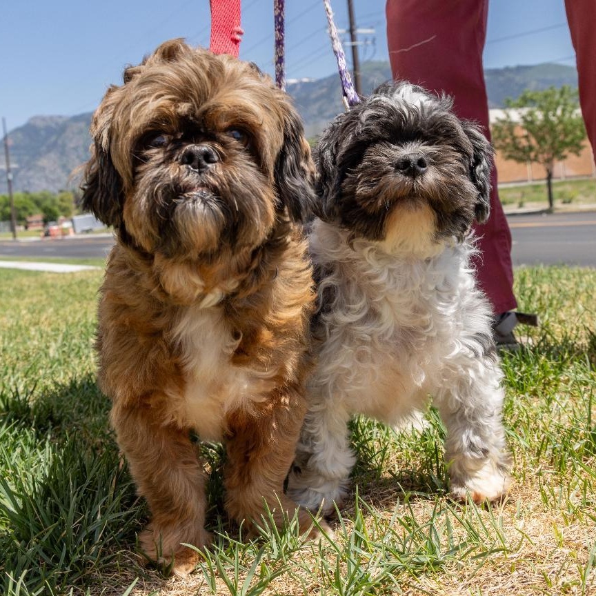 Chewy and Milo *Adoption Pending*, an adoptable Shih Tzu in Millville, UT, 84326 | Photo Image 5