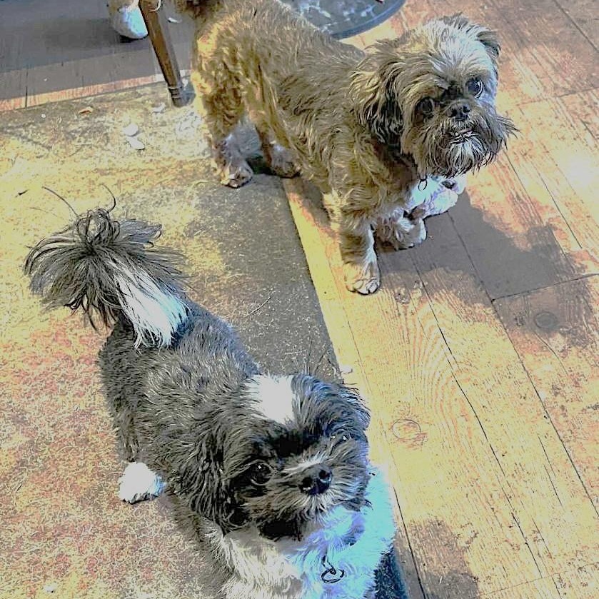 Chewy and Milo *Adoption Pending*, an adoptable Shih Tzu in Millville, UT, 84326 | Photo Image 2
