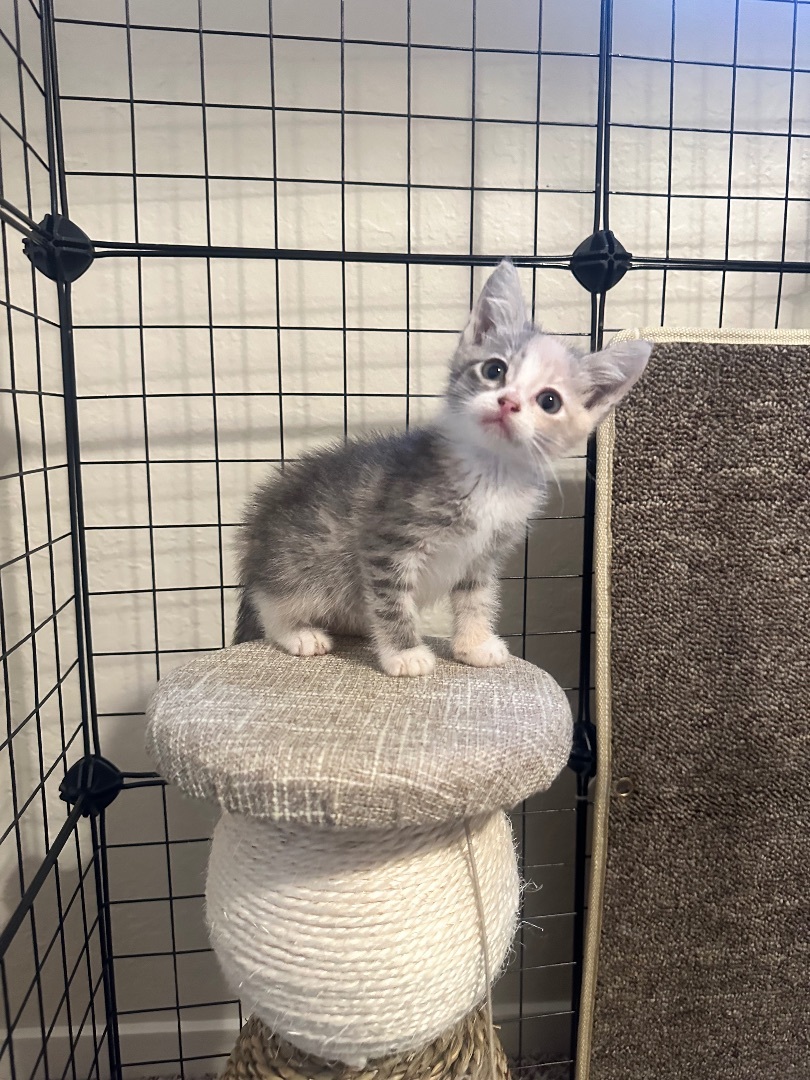 Willow, Adopted, Kitten Female Dilute Calico.