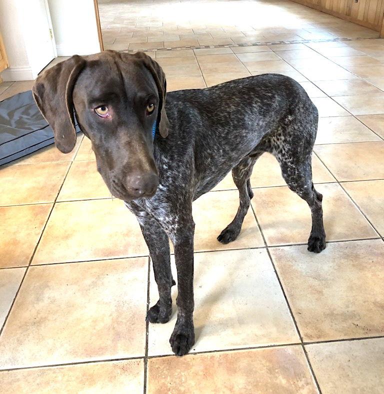 Enlarge Knox, a Adopted German Shorthaired Pointer in Menlo Park, CA image 1/3
