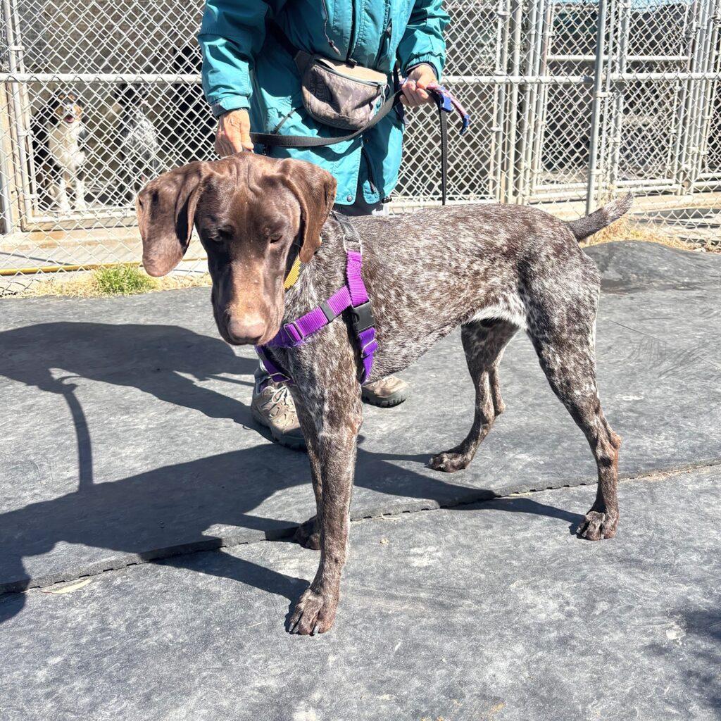Enlarge Knox, a Adopted German Shorthaired Pointer in Menlo Park, CA image 2/3