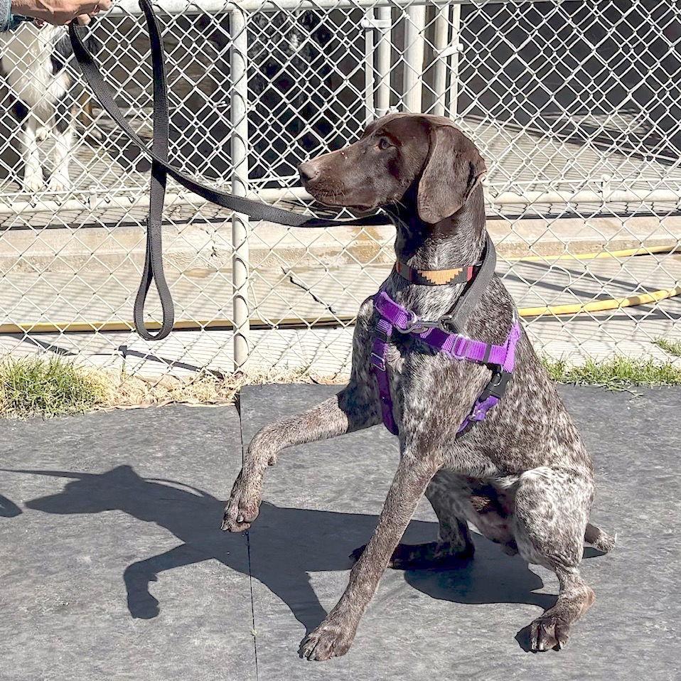 Enlarge Knox, a Adopted German Shorthaired Pointer in Menlo Park, CA image 3/3
