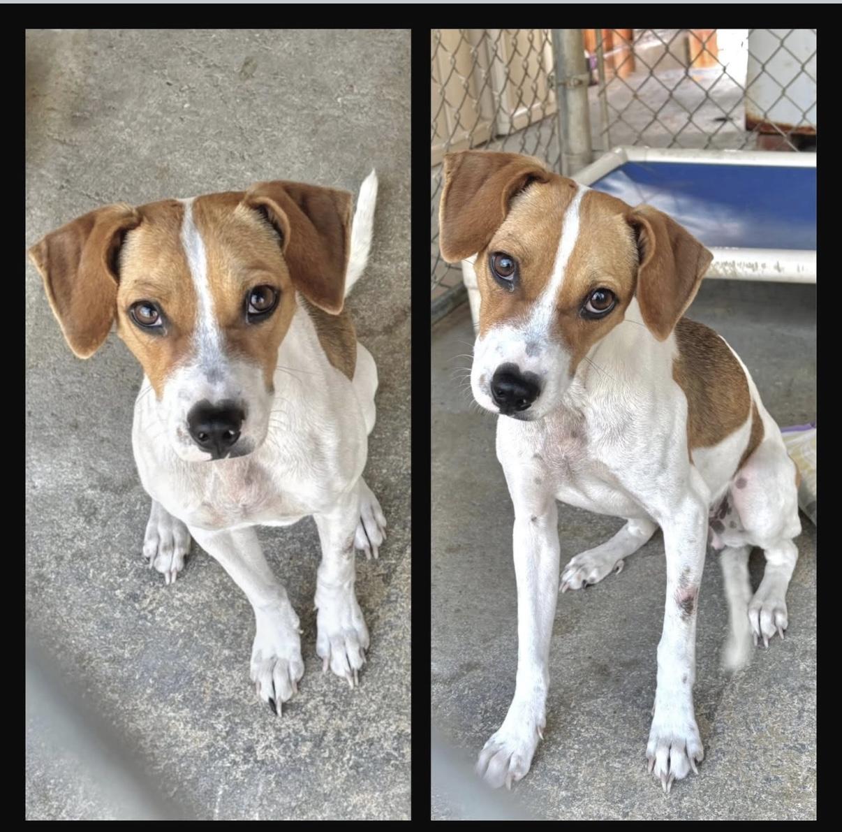 ALICE, an adopted mixed breed in ESTERO, FL image 4/5