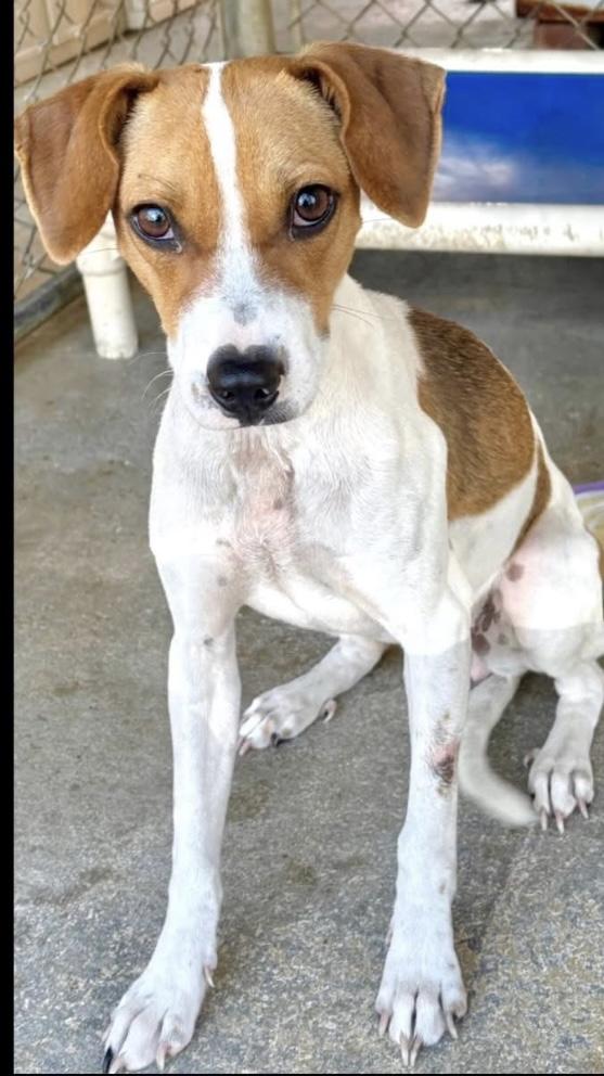 ALICE, an adopted mixed breed in ESTERO, FL image 2/5