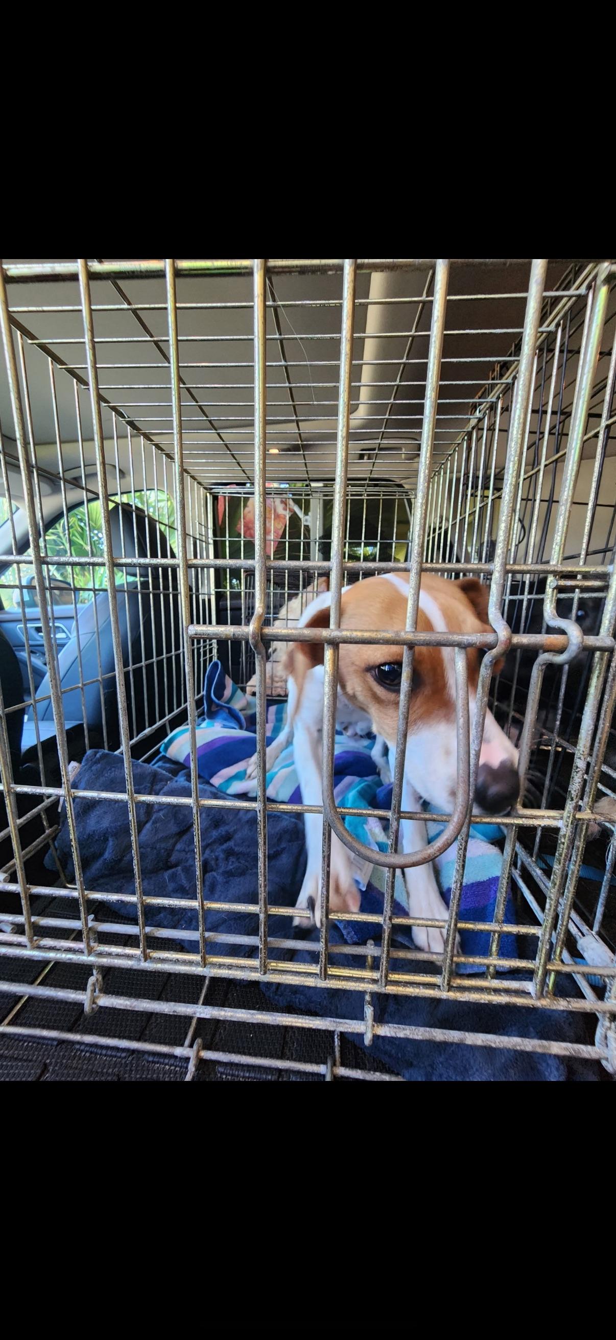 ALICE, an adopted mixed breed in ESTERO, FL image 3/5