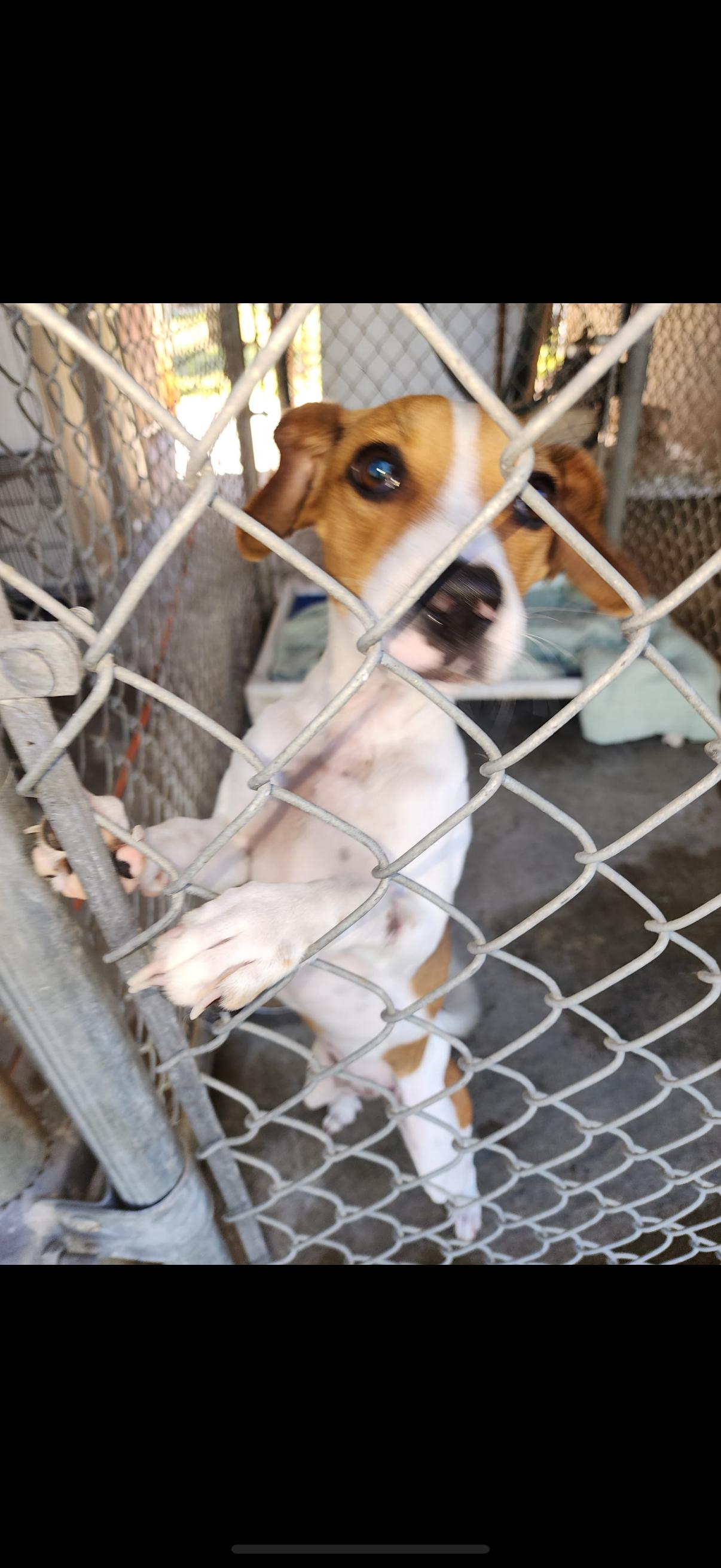 ALICE, an adopted mixed breed in ESTERO, FL image 5/5