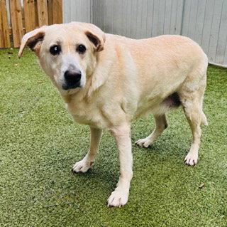 Nessie, Adoptable, Senior Female Labrador Retriever.