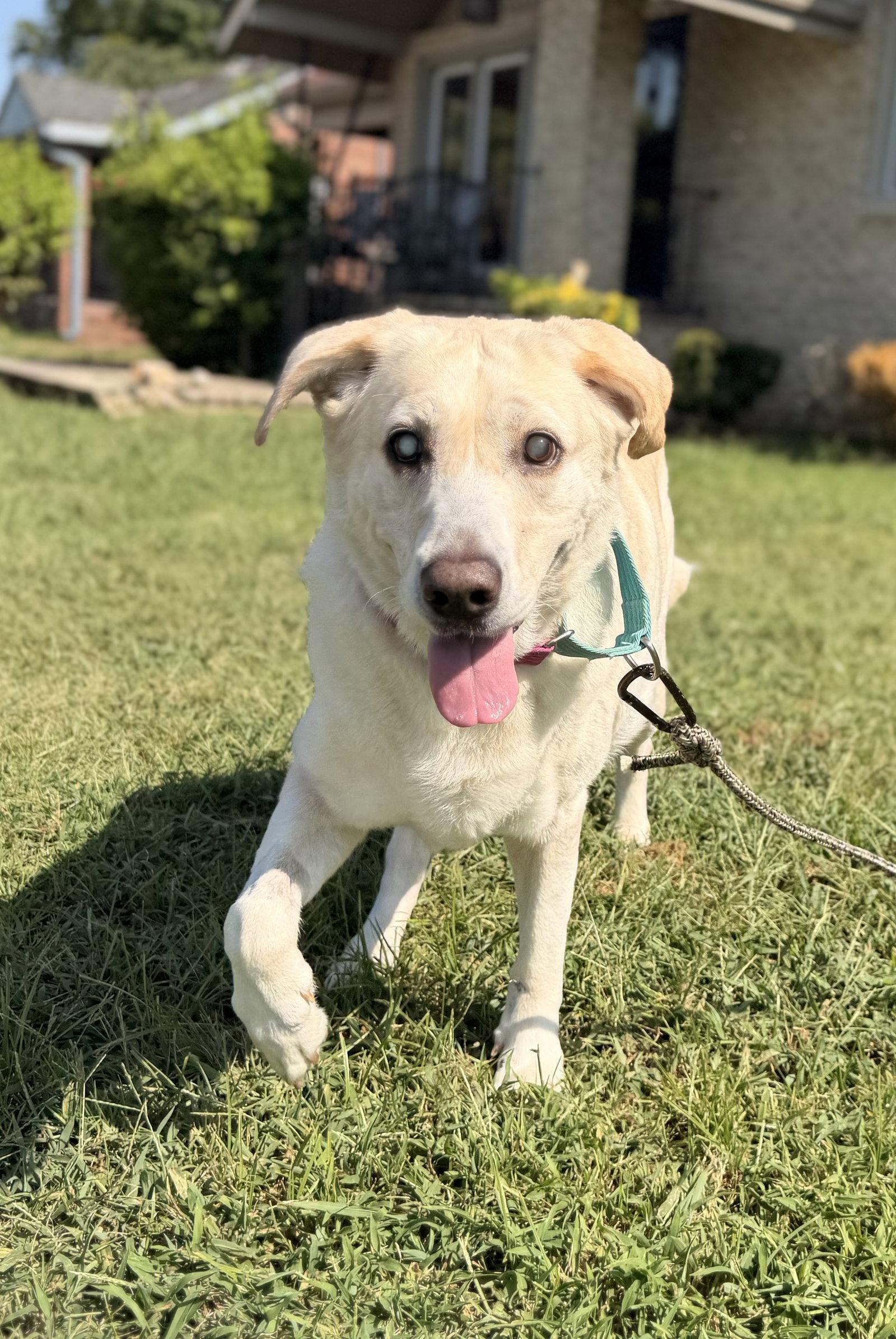 Enlarge Nessie, a Adoptable Labrador Retriever in Nashville, TN image 2/3