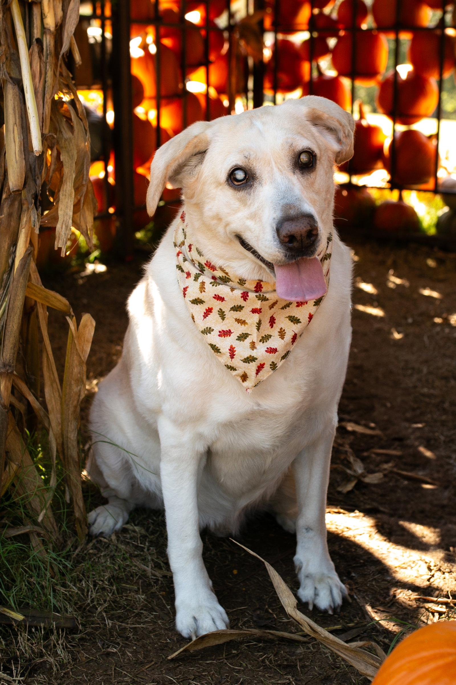 Enlarge Nessie, a Adoptable Labrador Retriever in Nashville, TN image 3/3