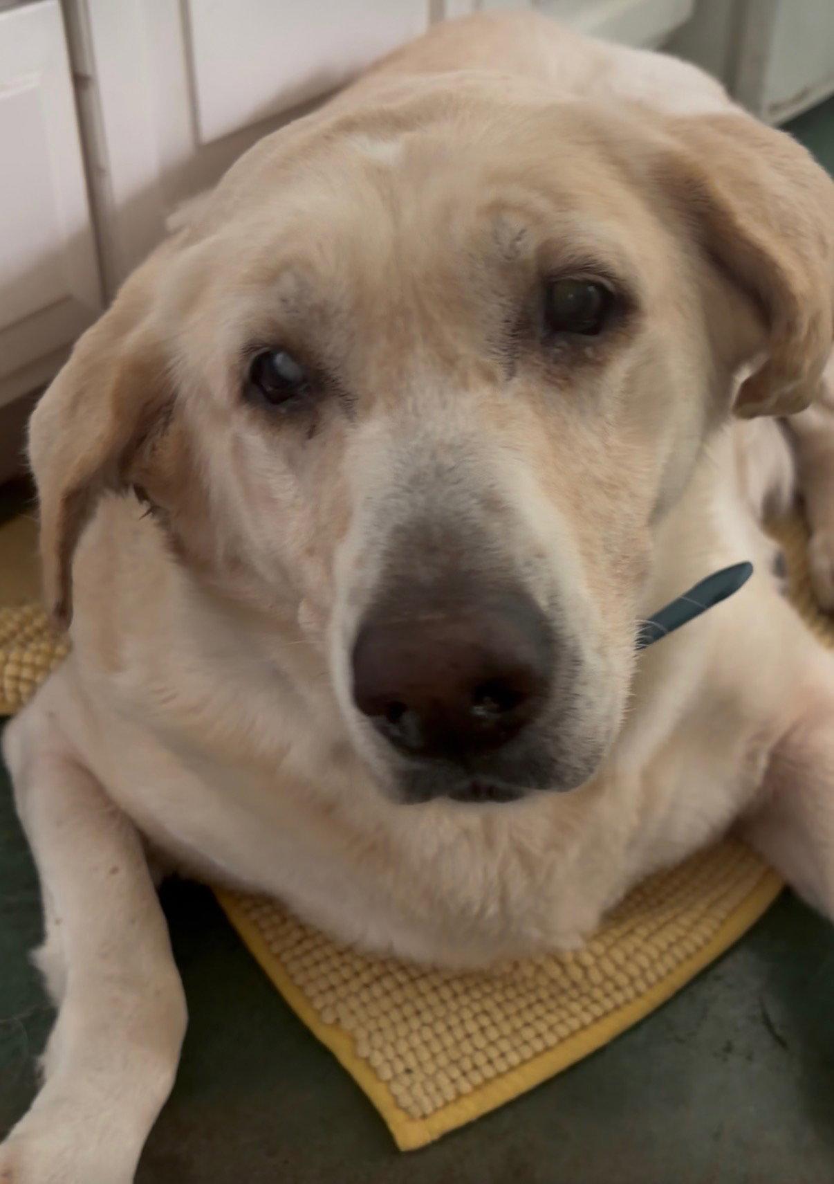 Nessie {COMING SOON}, Adoptable, Senior Female Labrador Retriever.