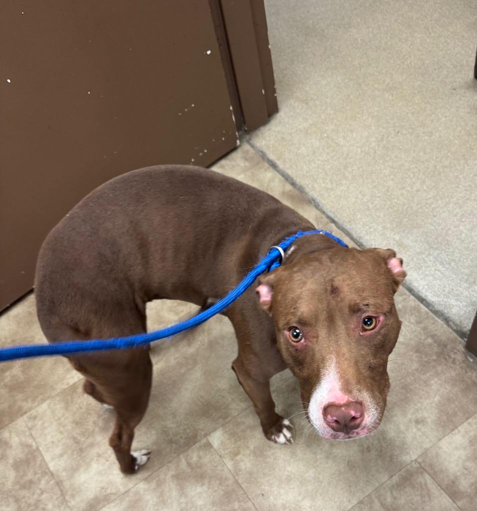 Brownie, Adoptable, Young Male Mixed Breed.