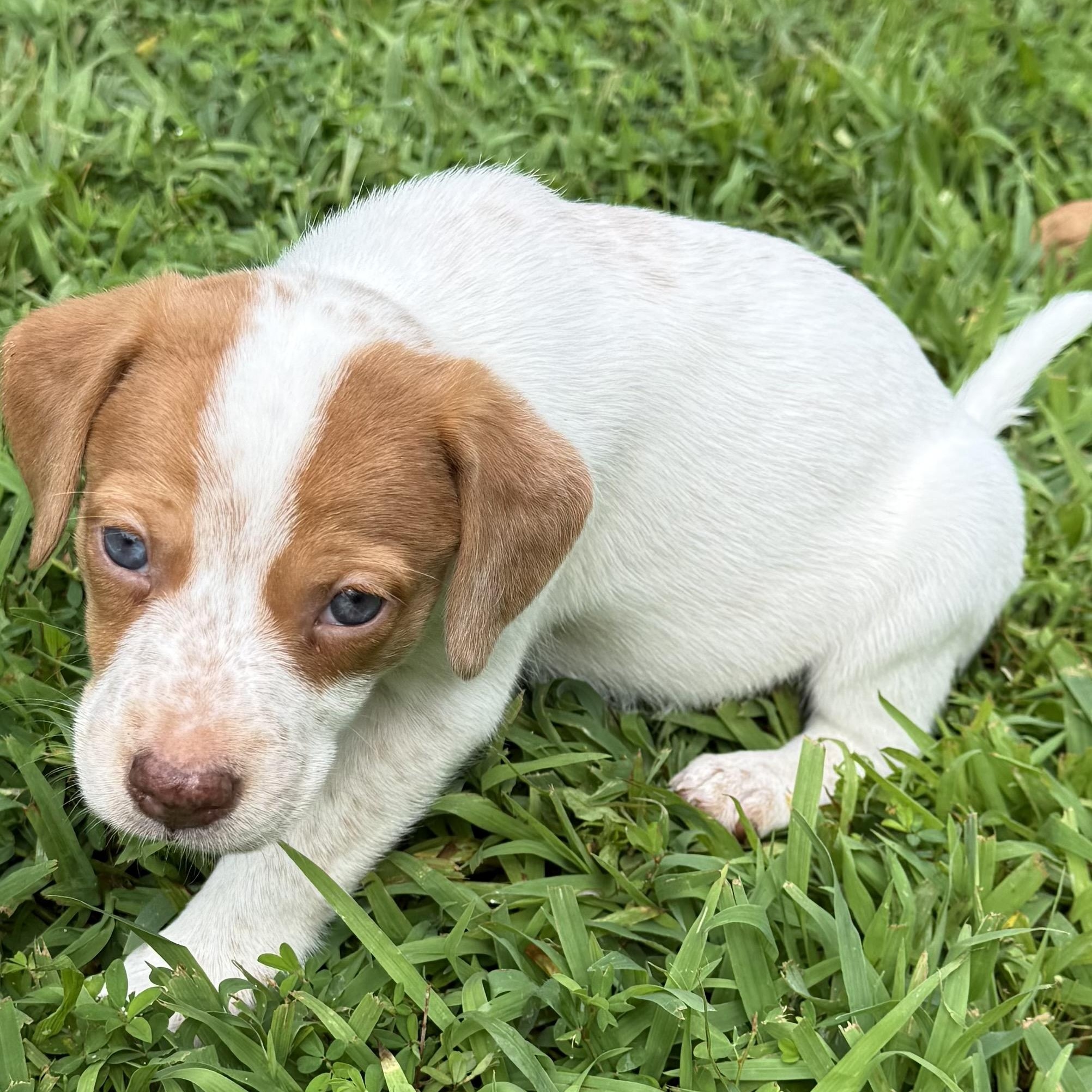 Toni, adopted, Puppy Female Feist.