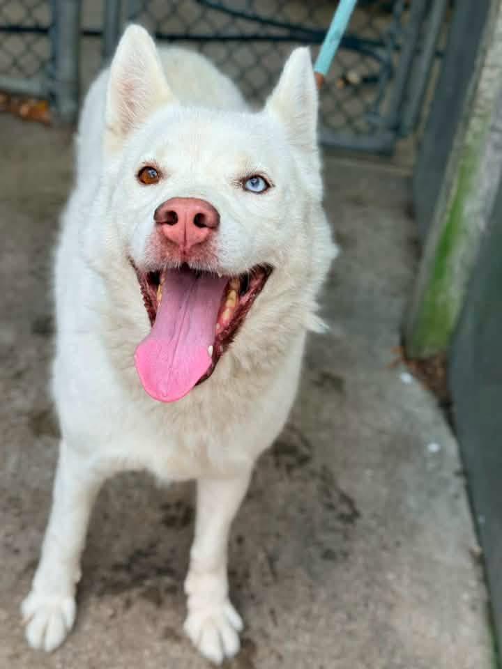 Enlarge Princess, a ADOPTABLE Husky in Chicago, IL image 2/5