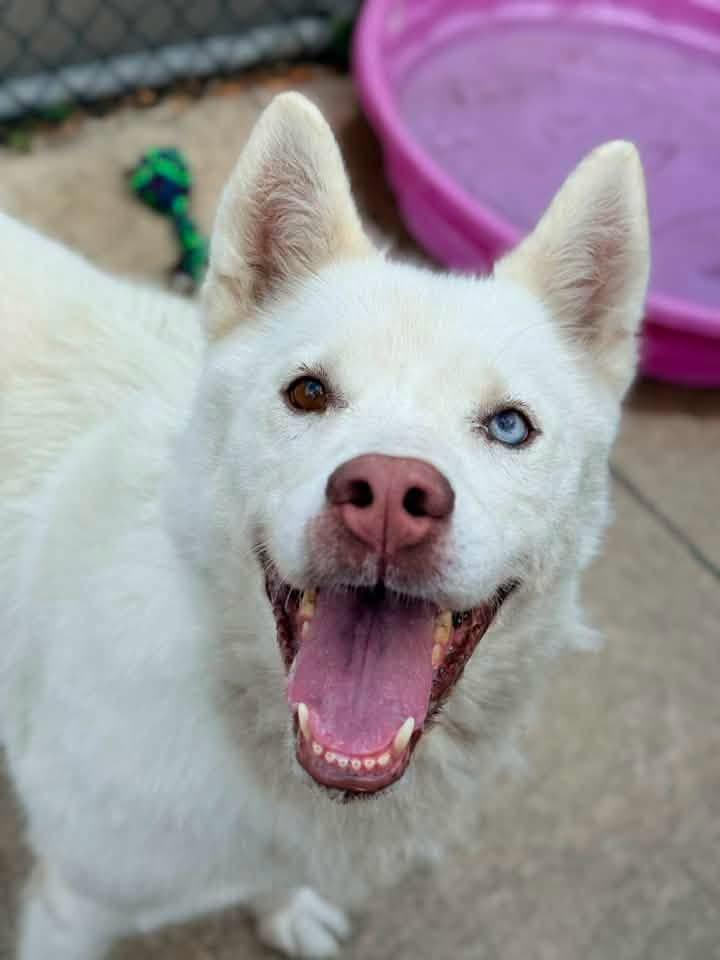 Princess, ADOPTABLE, Senior Female Husky.