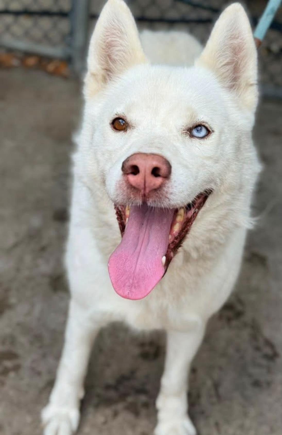 Enlarge Princess, a ADOPTABLE Husky in Chicago, IL image 3/5