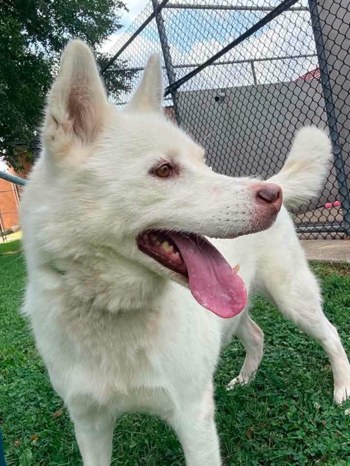 Enlarge Princess, a ADOPTABLE Husky in Chicago, IL image 4/5