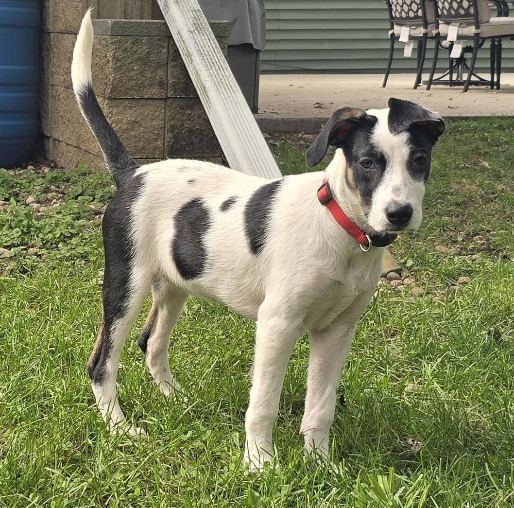 Cheerio the super sweet pup, Adoptable, Puppy Female English Pointer & Hound.
