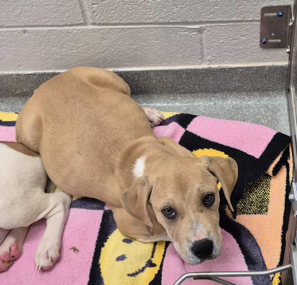 Enlarge Trisha “Yearwoof” Wigglewood, a Adoptable mixed breed in East Ridge, TN image 1/2