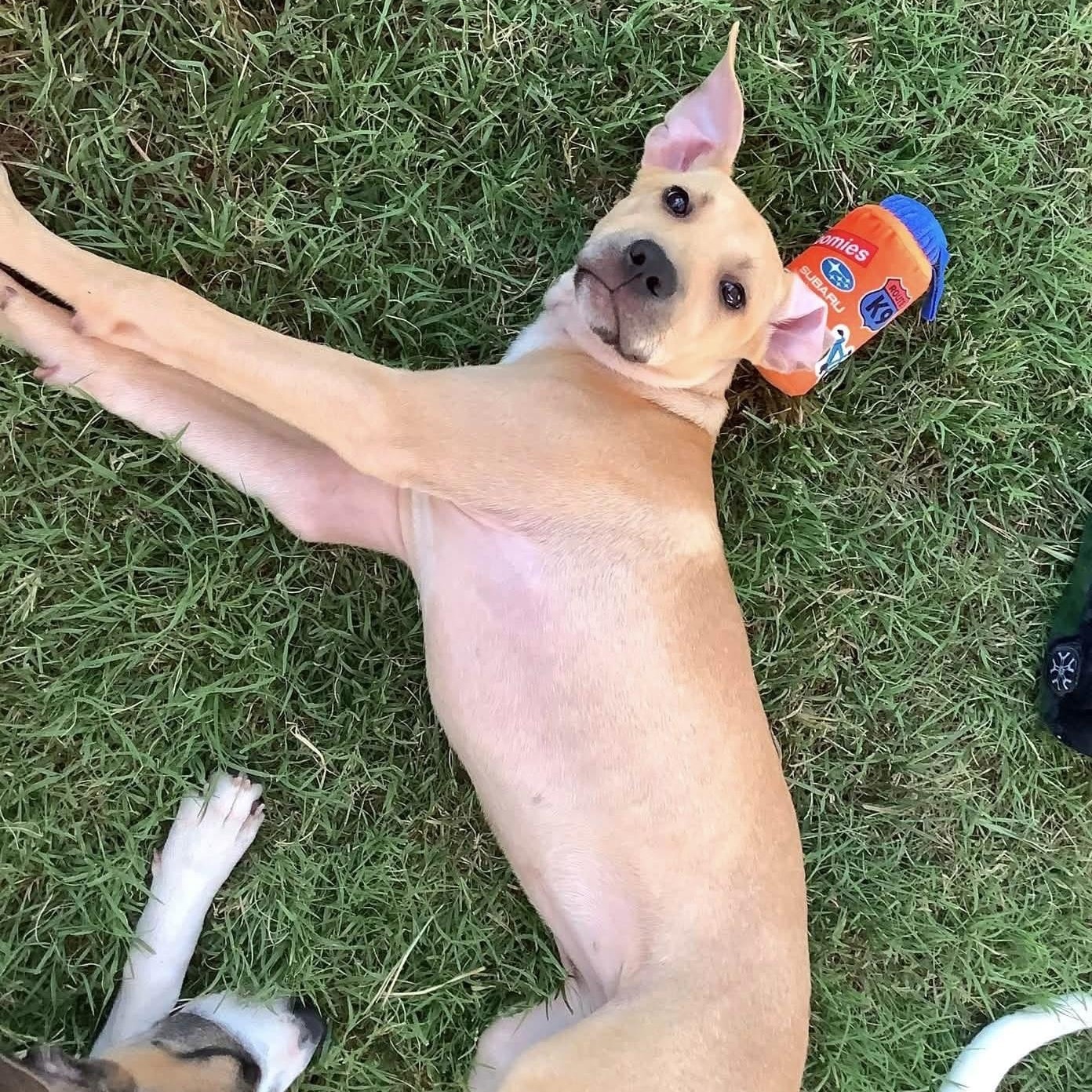 Enlarge Ivy, a Adoptable mixed breed in Kannapolis, NC image 3/6