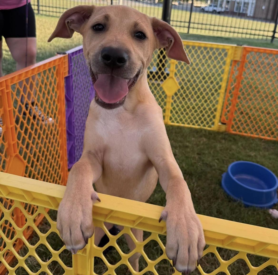 Enlarge Ivy, a Adoptable mixed breed in Kannapolis, NC image 2/6