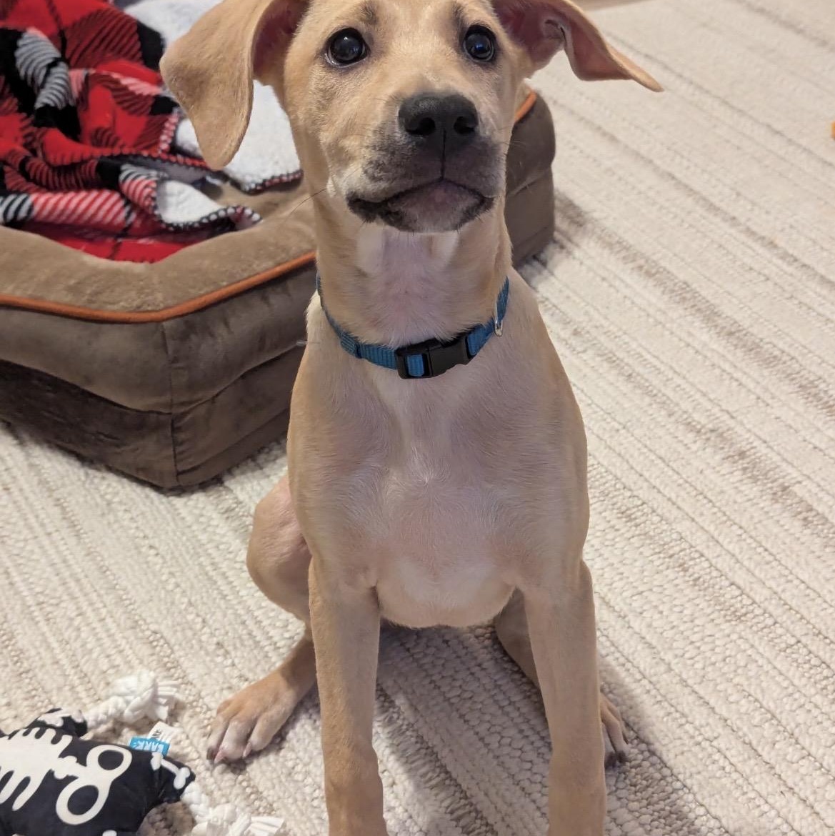 Enlarge Ivy, a Adoptable mixed breed in Kannapolis, NC image 5/6