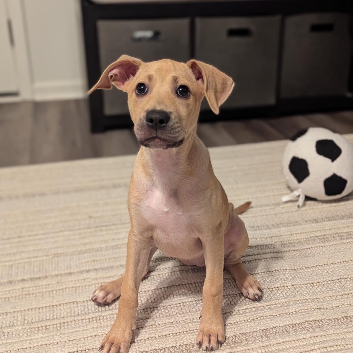 Enlarge Ivy, a Adoptable mixed breed in Kannapolis, NC image 4/6