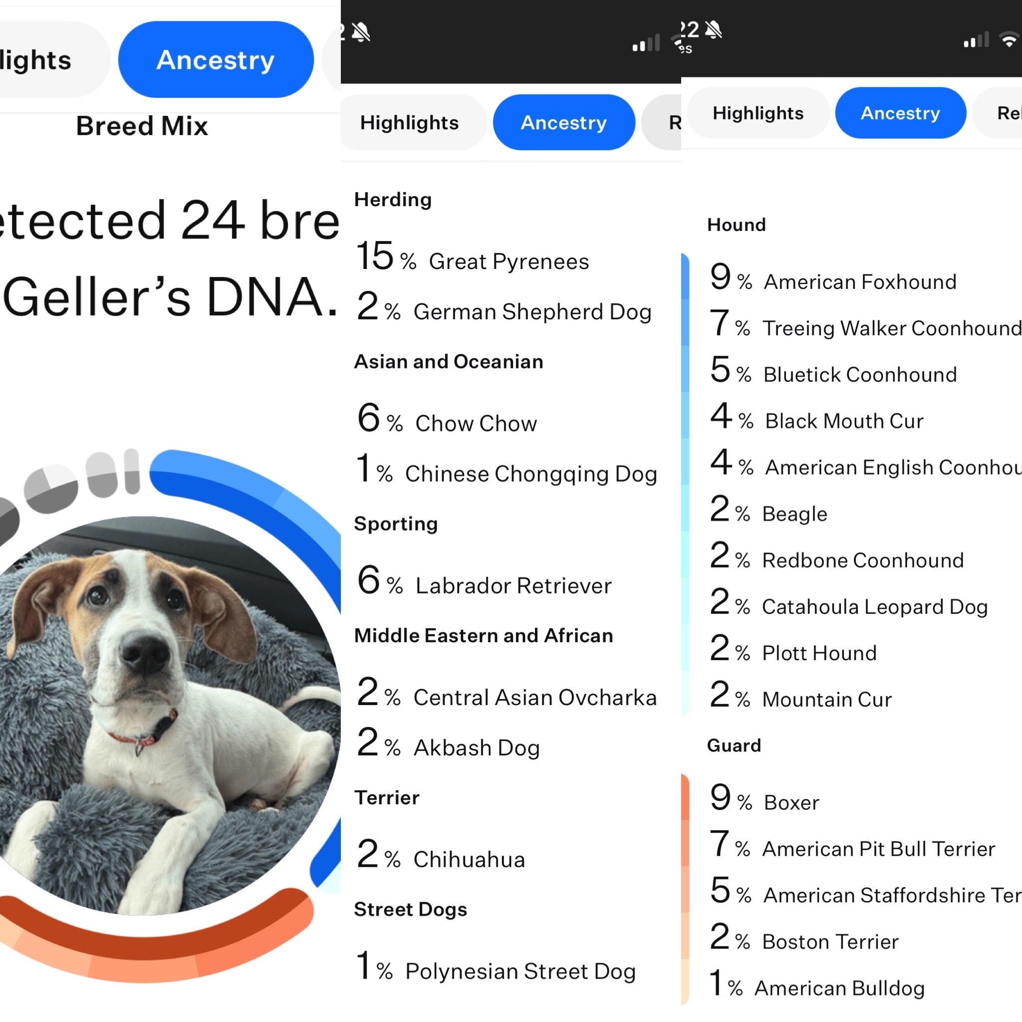 Enlarge Ivy, a Adoptable mixed breed in Kannapolis, NC image 6/6