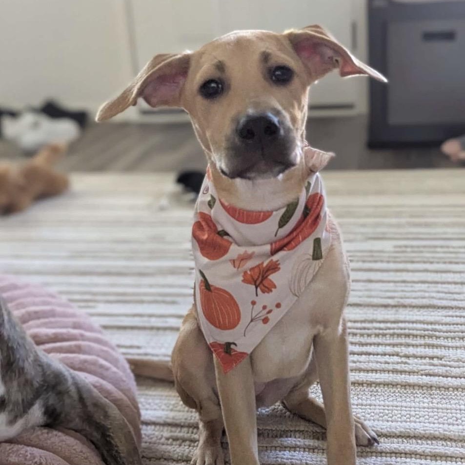 Enlarge Ivy, a Adoptable mixed breed in Kannapolis, NC image 3/6