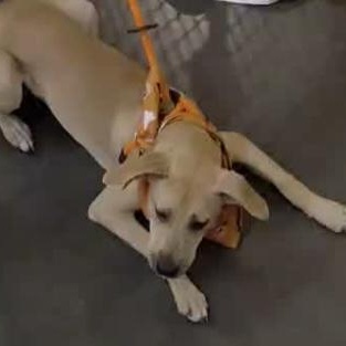 Enlarge Ivy, a Adoptable mixed breed in Kannapolis, NC image 6/6