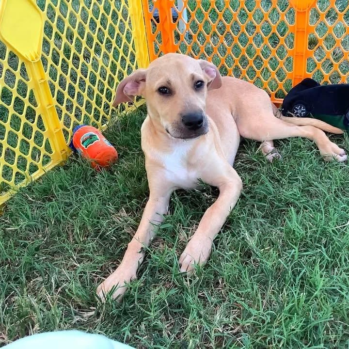 Ivy, Adoptable, Puppy Female English Coonhound & Mixed Breed.