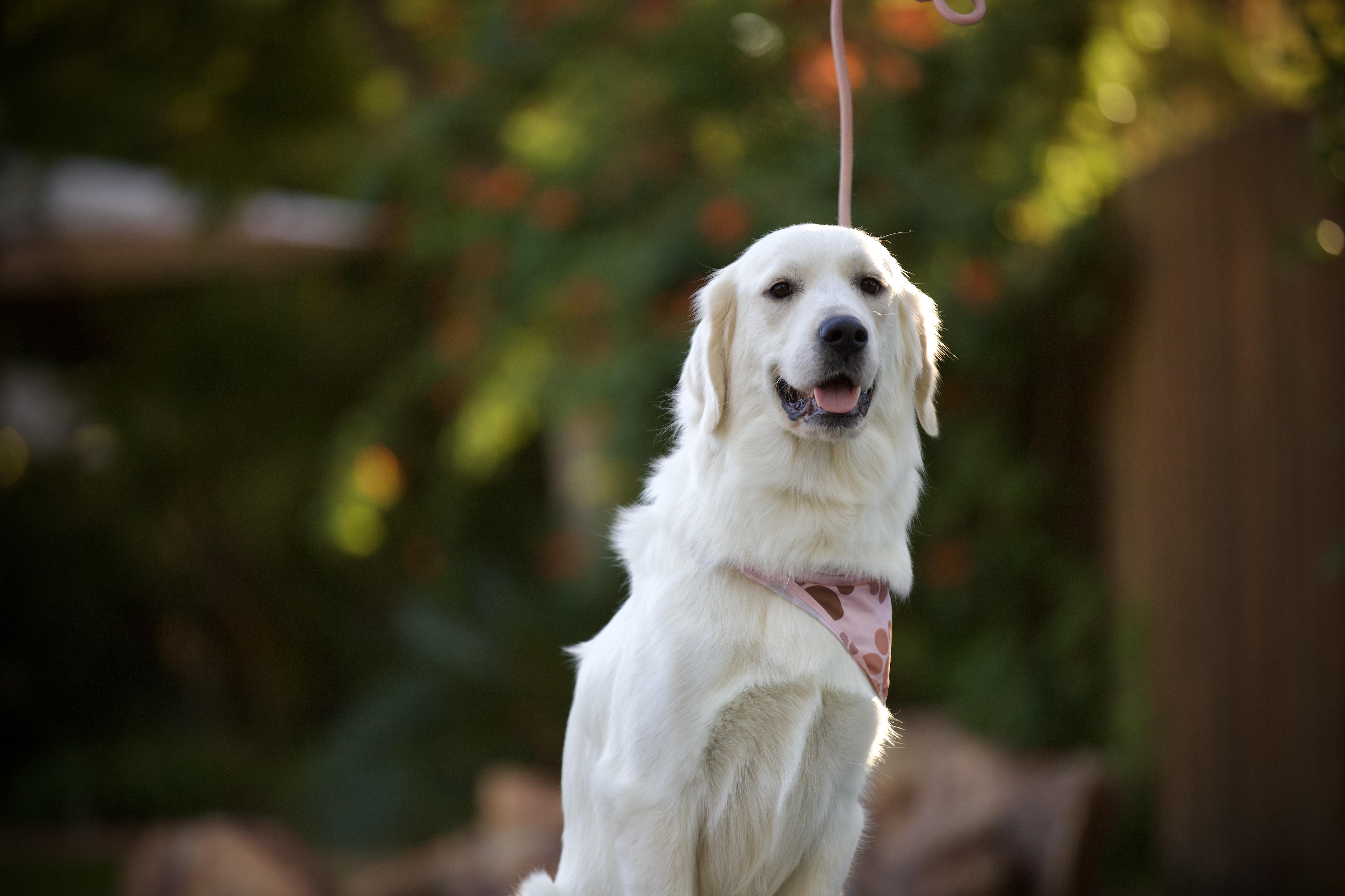 Enlarge Clover, an adopted mixed breed in San Francisco , CA image 1/6