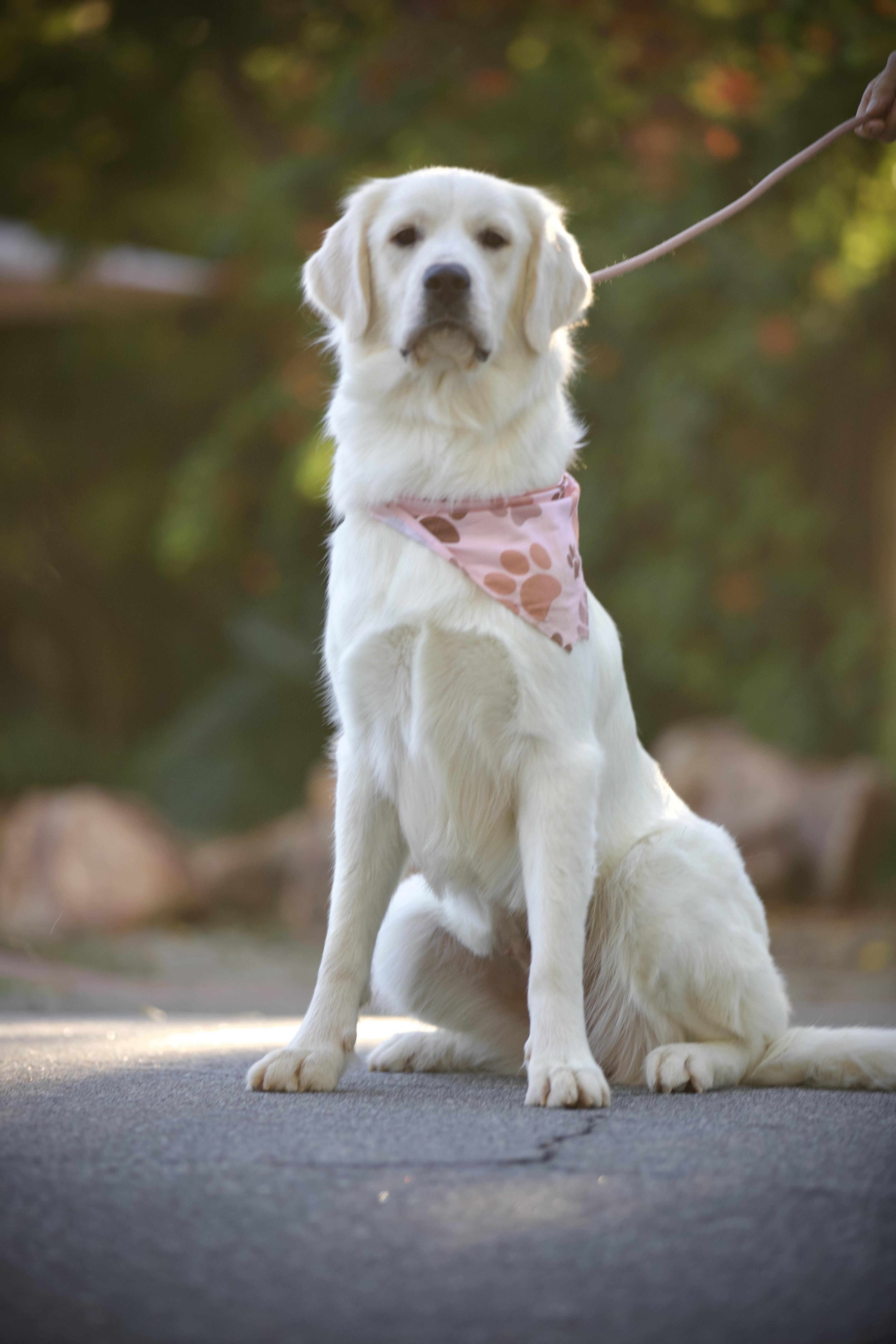 Enlarge Clover, an adopted mixed breed in San Francisco , CA image 2/6