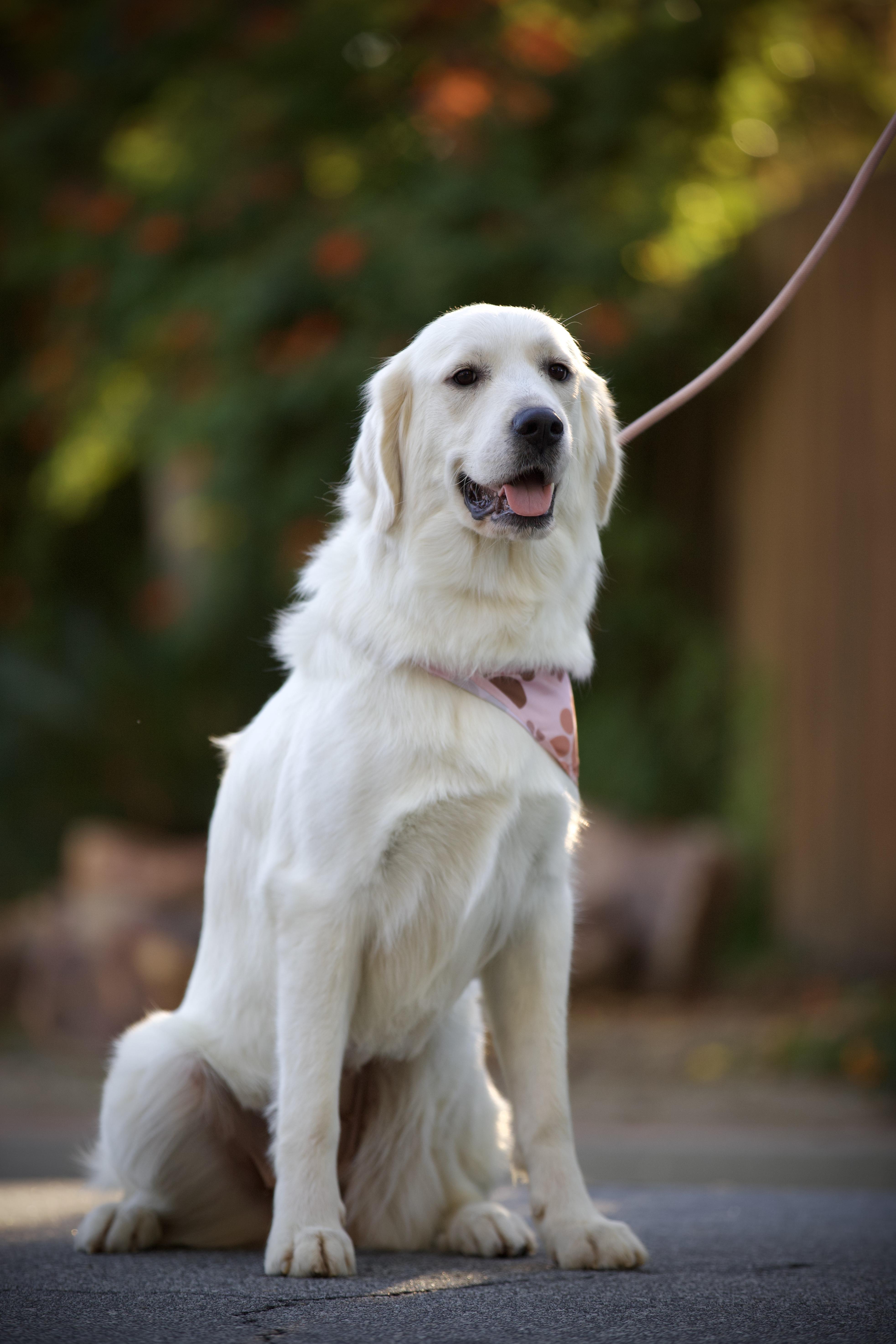 Enlarge Clover, an adopted mixed breed in San Francisco , CA image 3/6